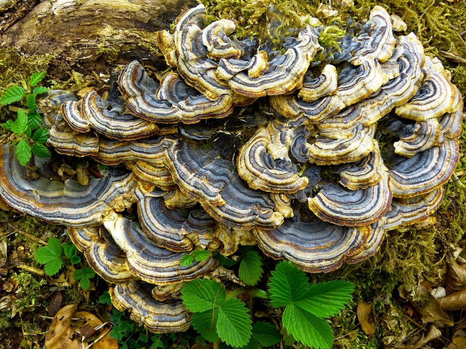 Trametes versicolor: il fungo multicolore dalle mille virtù